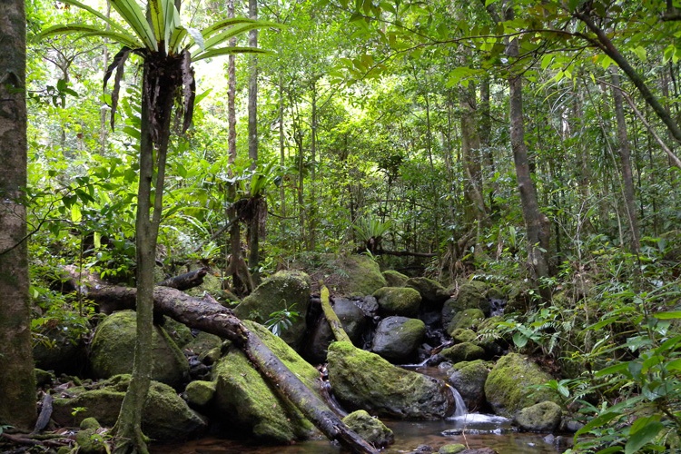 Madagaskar Ormanları