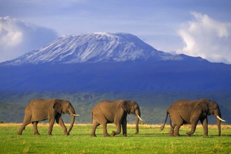 Kilimanjaro Dağı, Tanzanya