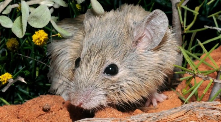 Bilim Adamları, farelerdeki işitme kaybını tedavi edebilmek için başarılı bir yöntem geliştirdiler