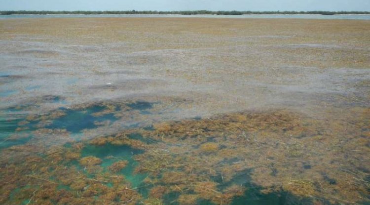 Bilim adamları dünyadaki en büyük deniz yosunu açısını keşfettiler