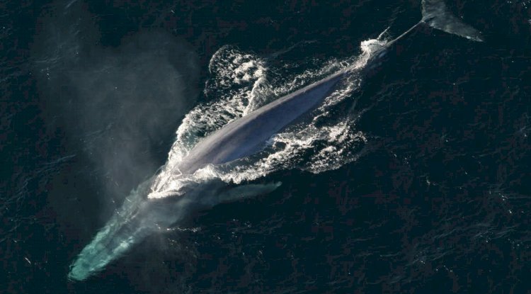 Balinalar 40 Yıl Sonra Kutup Bölgelerine Dönüyor