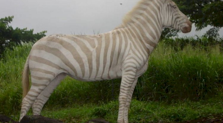 Sarışın Zebra | Doğada Bulunan 7 Tuhaf Şey