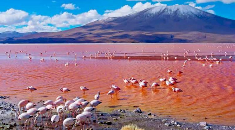 Laguna Colorada, Bolivya