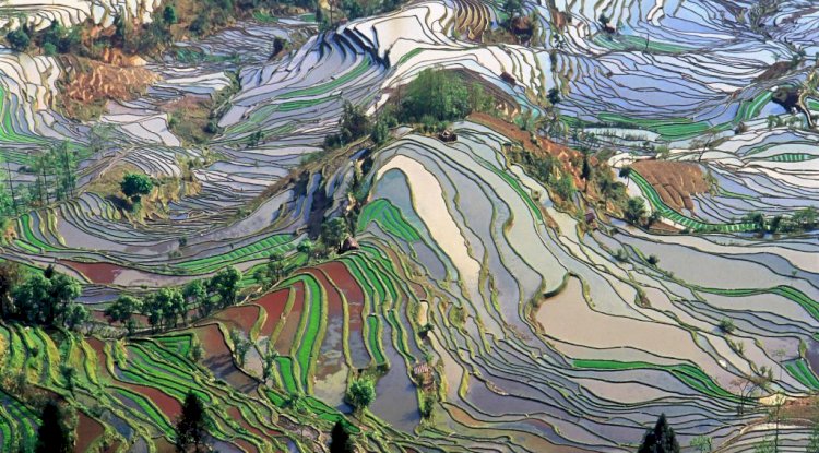 Honghe Hani Pirinç Tarlaları, Yunnan, Çin