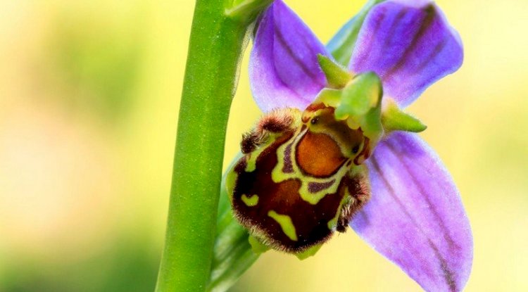 Arı Orkidesi