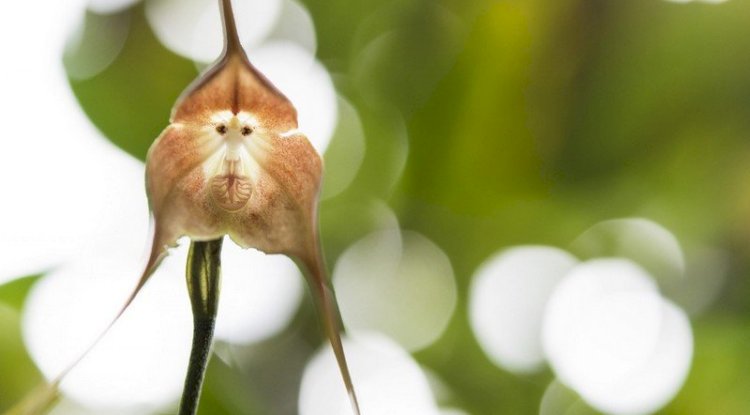 Maymun Orkide