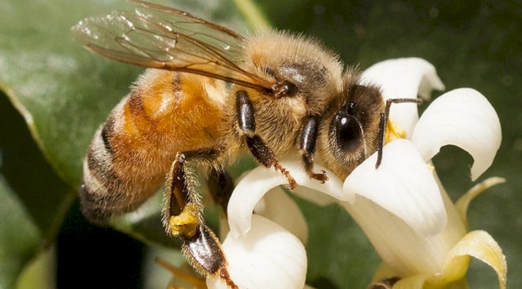 Bal Arıları Biyosensör Olarak Kullanılabilir