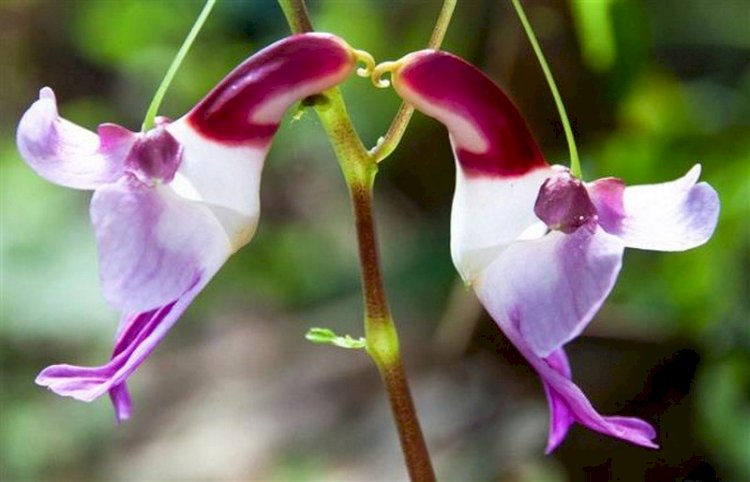 Dünyanın En Garip Orkide Çeşitleri