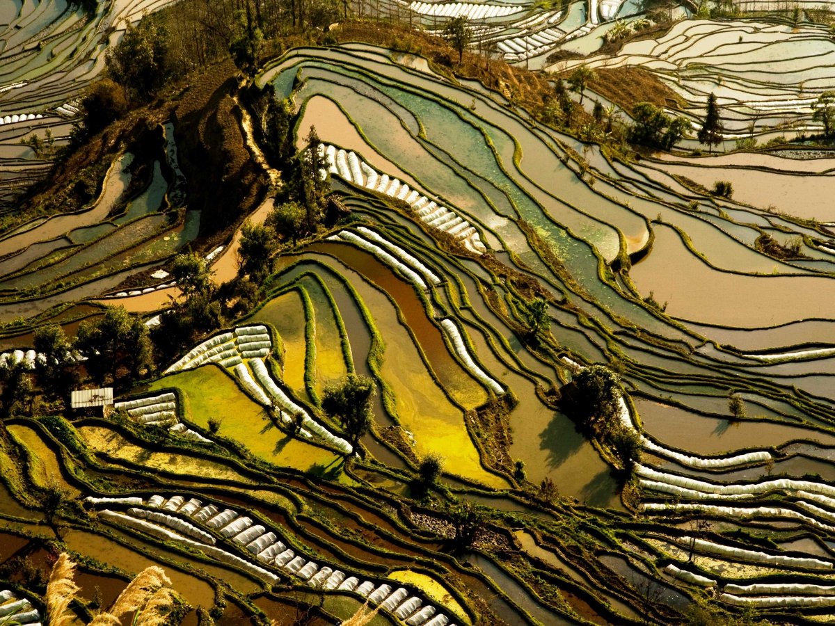 Çin'in Yunnan eyaletinin pirinç terasları yamaca oyulmuştur